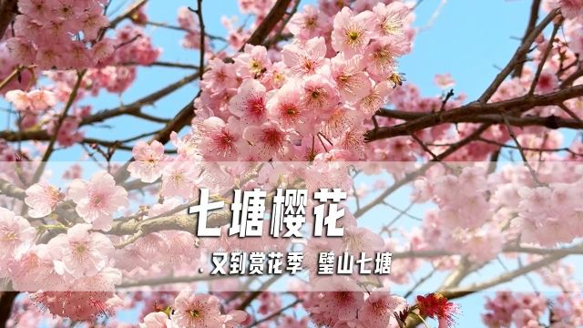 2024年重庆主城区赏花推荐,璧山七塘樱花,花开正艳