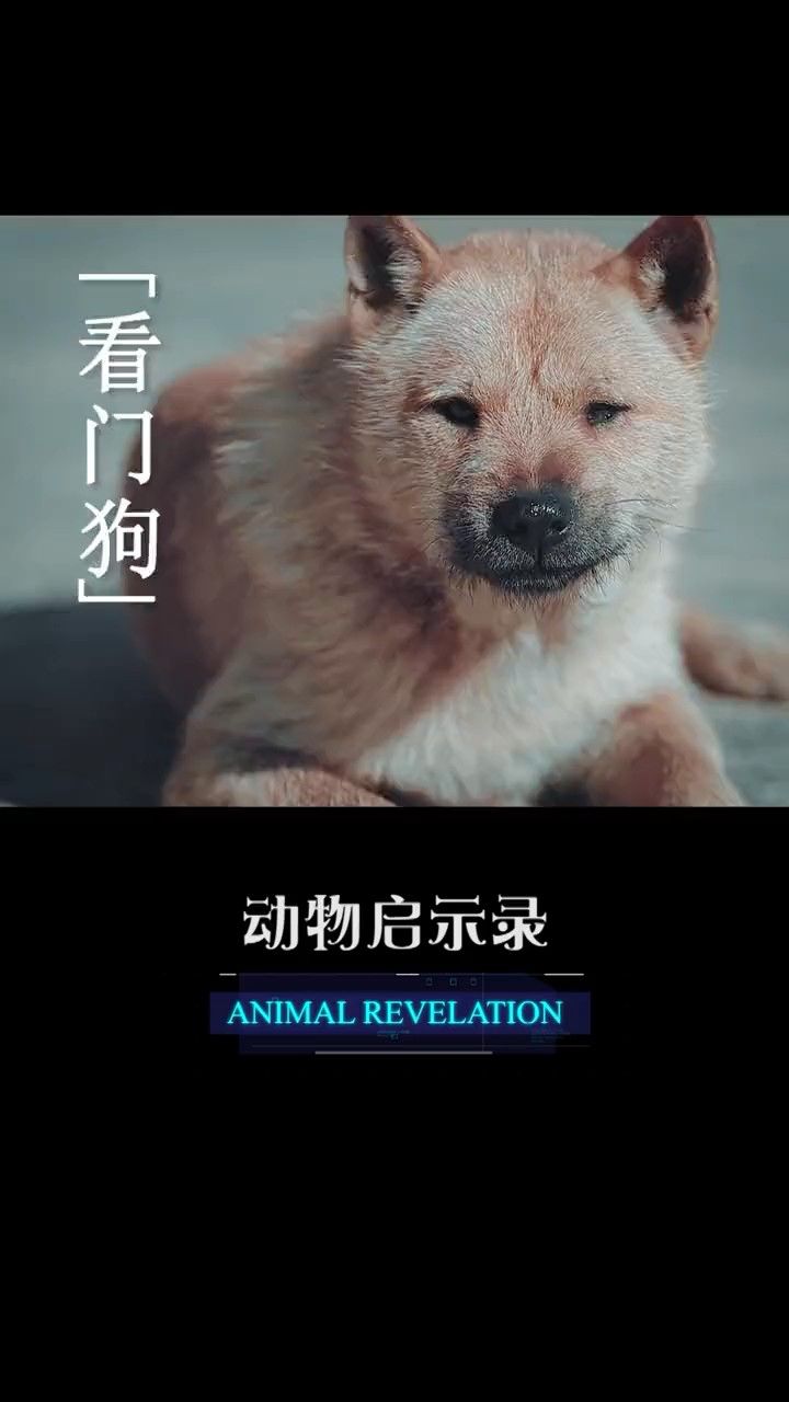 《阴阳双生子》现在的物业保安真的比业主还牛气02