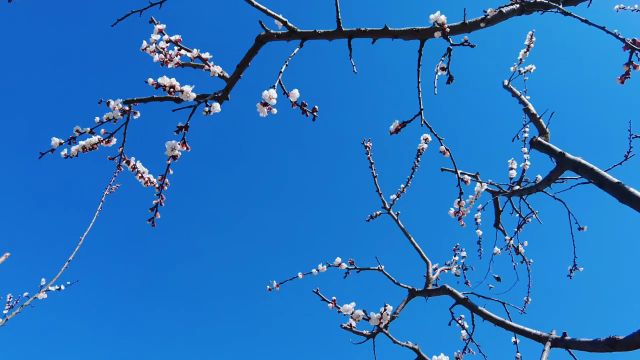 邹平市黄山街道:一缕春色杏花开