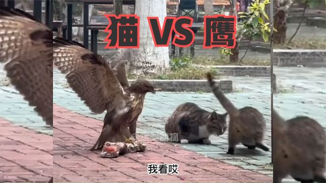 猫:要学会套近乎啊