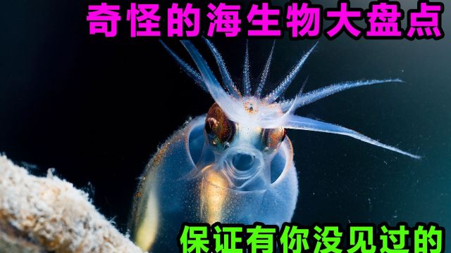 奇怪的深海生物大盘点,保证有你没见过的