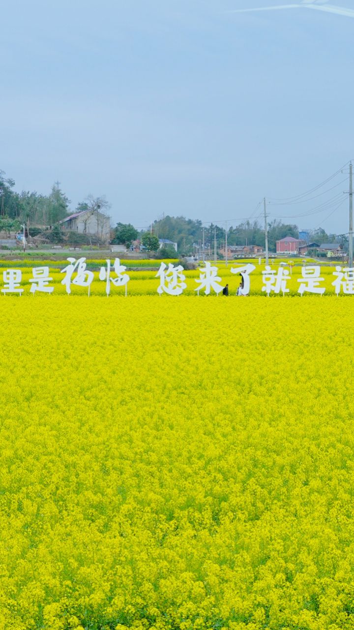 来长沙县福临镇,春游打卡万亩油菜花海