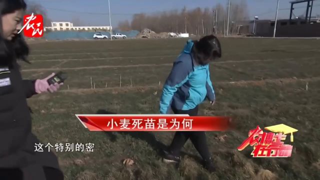 科技助农 | 小麦死苗是为何