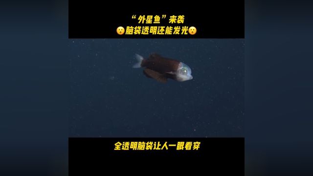 “外星鱼”出现在地球,透明的脑袋、朝天的眼睛!大自然的脑洞比科幻片更野动植物观察局深海奇妙探旅