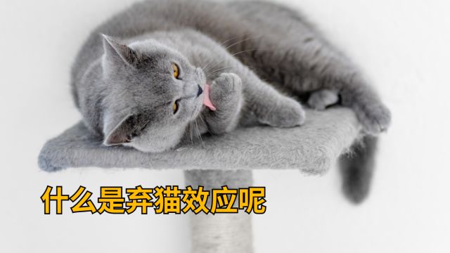 什么是弃猫效应呢?