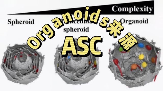 [知识泥土]Organoids的来源,ASC