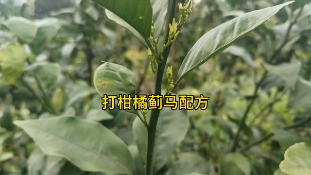 抗性蓟马应该用什么农药,柑橘蓟马花期抓紧时间打