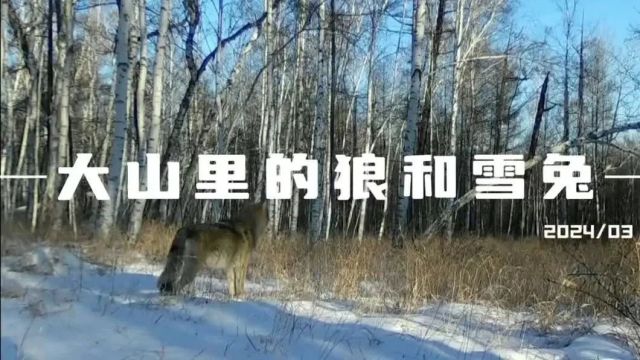 重大气象信息| 大到暴雪预报