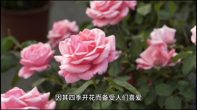 月季花的寓意和花语