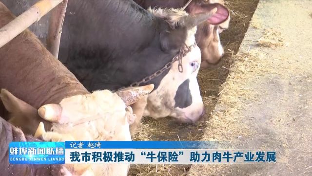 我市积极推动“牛保险”助力肉牛产业发展