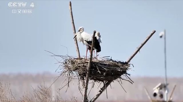 黑龙江鹤岗:东方白鹳云集嘟噜河省级自然保护区