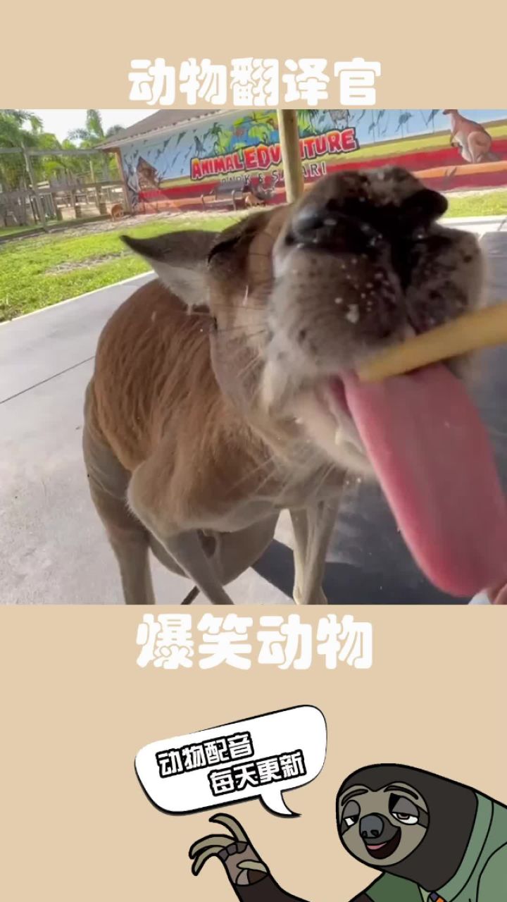 袋鼠:谁还不是个宝宝呀