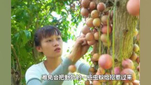 吉娜的田园生活:制作陷阱捕获牛蛙,采摘野生的三丫果 2