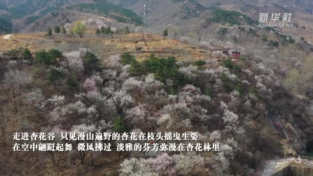 千城胜景|河北赞皇:春暖杏花繁 赞皇踏春来