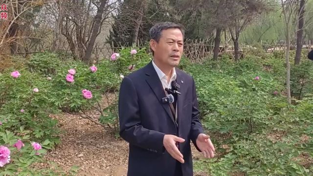 一线探访 | 曹州牡丹园预计4月7日进入牡丹“花海 ”