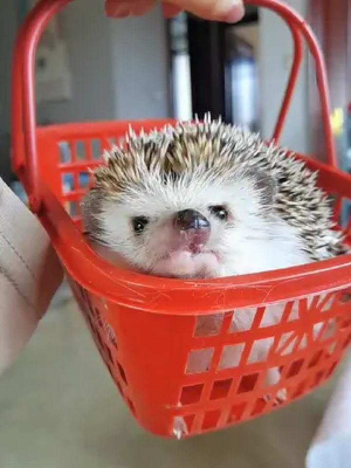 #非洲迷你刺猬 #萌宠vlog #非洲迷你刺猬的日常 我想把你的小嘴扎烂