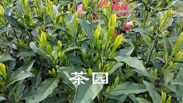 1分钟带您近距离探索太平猴魁采摘制作全过程