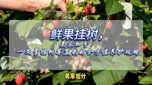 鲜果挂树,美家加分:一文掌握树莓盆栽的全方位养护攻略