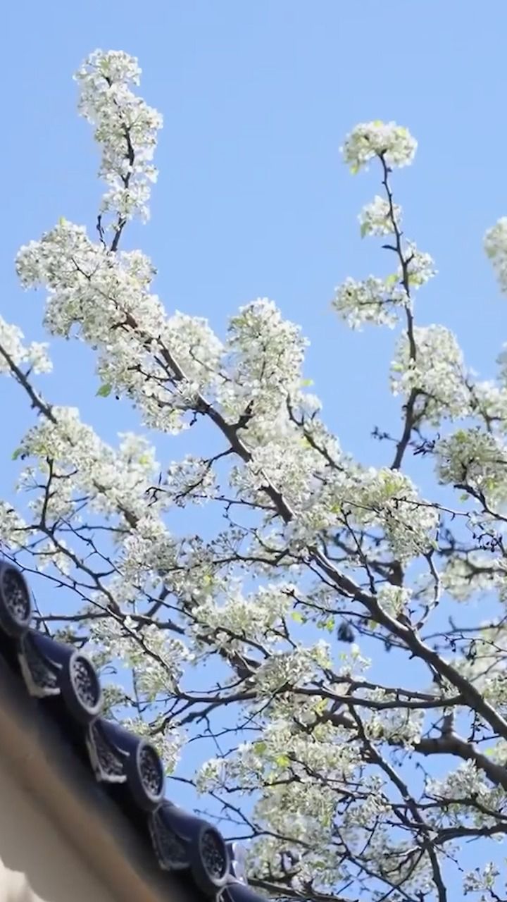 千朵万朵压枝低!安徽大宝佛寺百年棠梨花绽放如雪