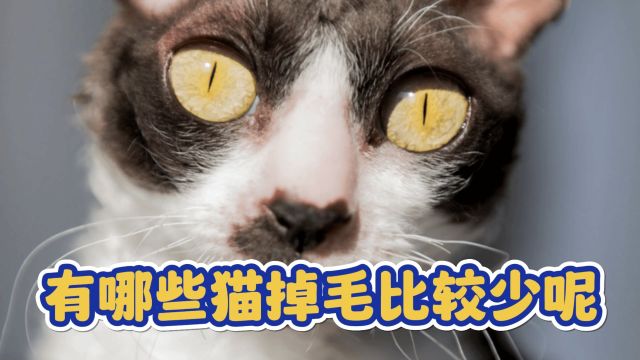 有哪些猫掉毛相对来说,少一点呢?