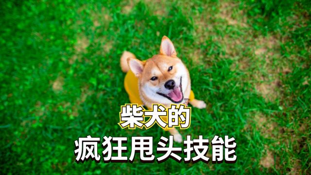 柴犬甩头,像极了一个“钻头”!