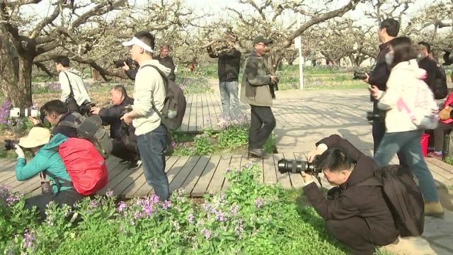 杭州西湖、砀山两地摄影家开展梨园采风摄影交流活动