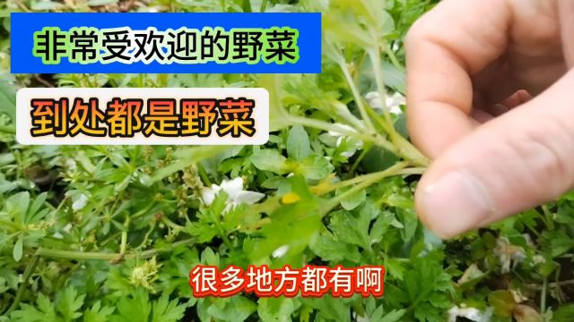 在南方人人必吃的野菜,你家乡管它叫什么呢