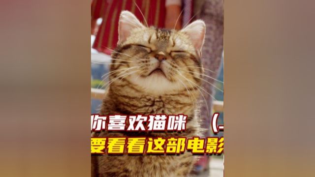 如果你喜欢猫咪,一定要看看这部电影上