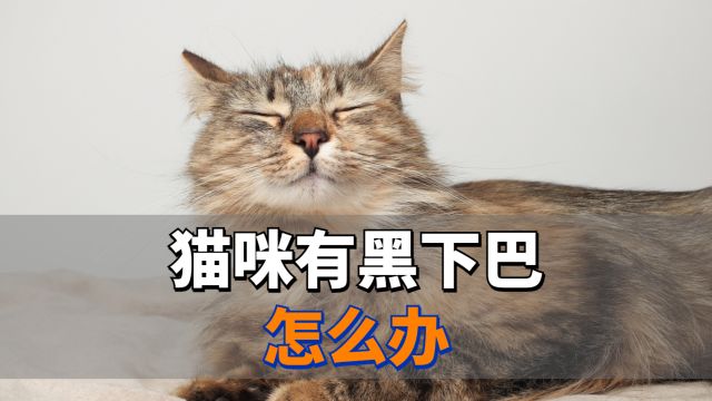 猫咪有黑下巴怎么办