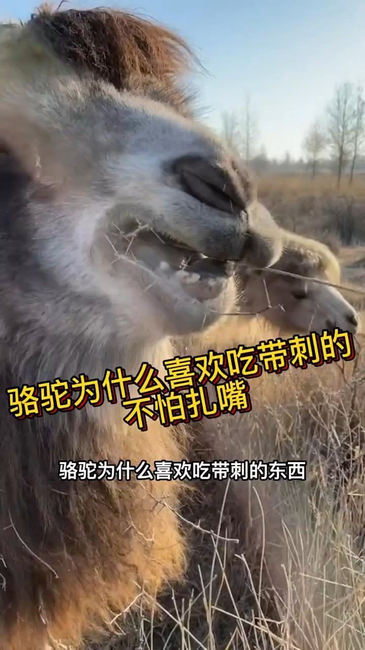 骆驼为什么喜欢吃带刺的东西,不怕扎嘴?