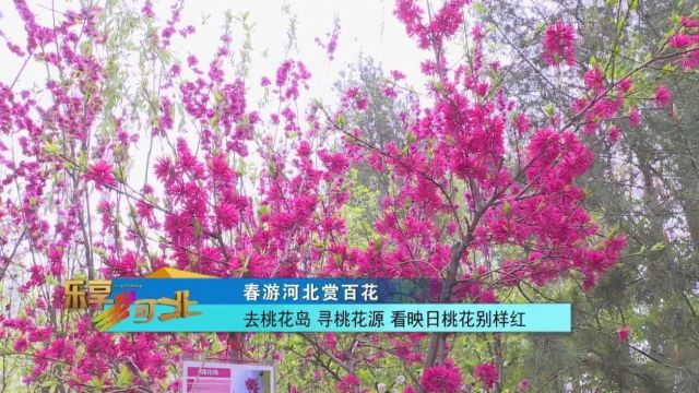 春游河北赏百花|去桃花岛 寻桃花源 看映日桃花别样红