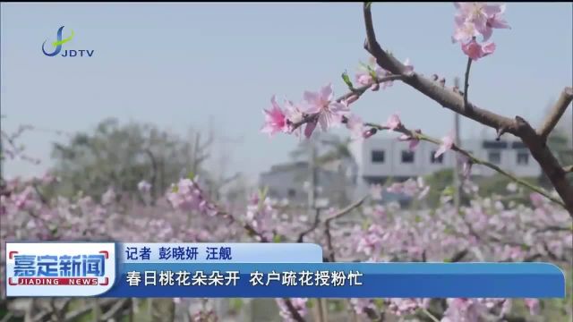 春日桃花朵朵开 农户疏花授粉忙