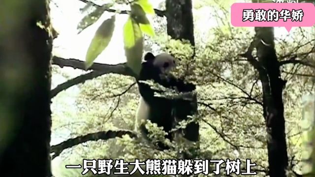 大熊猫华娇被放归了野外,可是它的定位信号没了,于是奶爸们赶紧去寻找#来这吸熊猫 #不止我一个想rua大熊猫 #一方水土养一方熊猫 #大熊猫 #国宝熊猫....