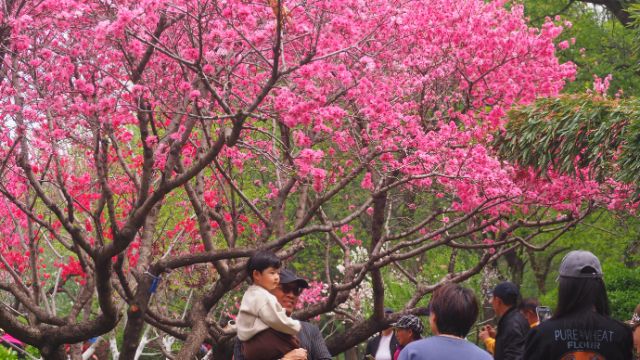 果然视频|济南碧桃园姹紫嫣红,赏花大潮游客如织