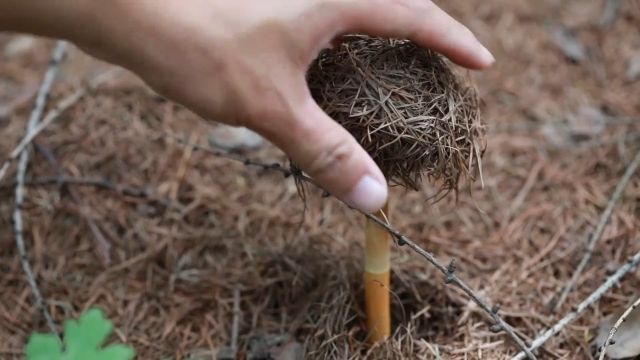 这株无根无叶绿素的植物可了不得,它就是大名鼎鼎的,天麻,有必丛生,苗唯一茎,细似箭杆,你的家乡有吗?#植物科普