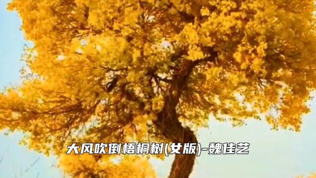 车载音乐歌曲