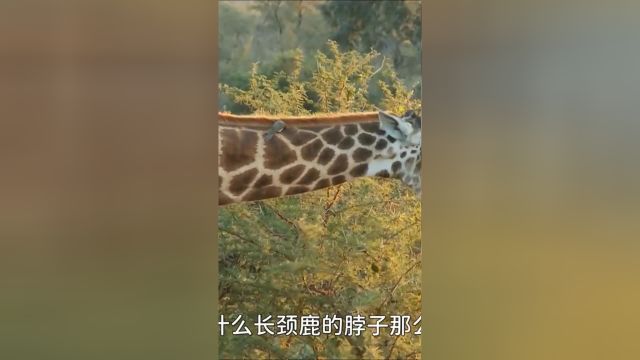 揭秘人类起源,人到底是怎么来的?低等生物为什么没被高等生物取代呢