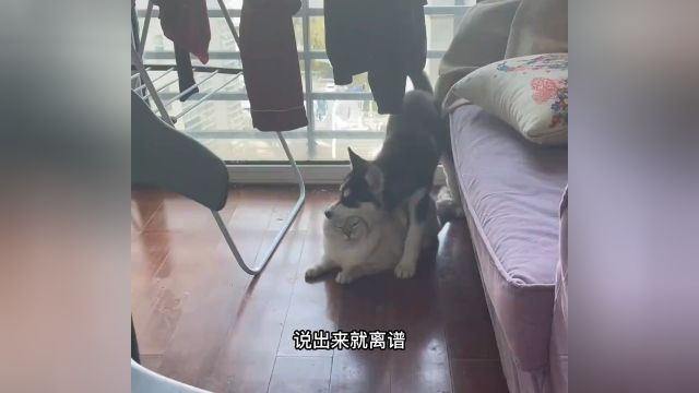 猫讨厌狗不是没有道理的 #傻狗 #萌宠 #猫和狗 #猫狗大战.mp4