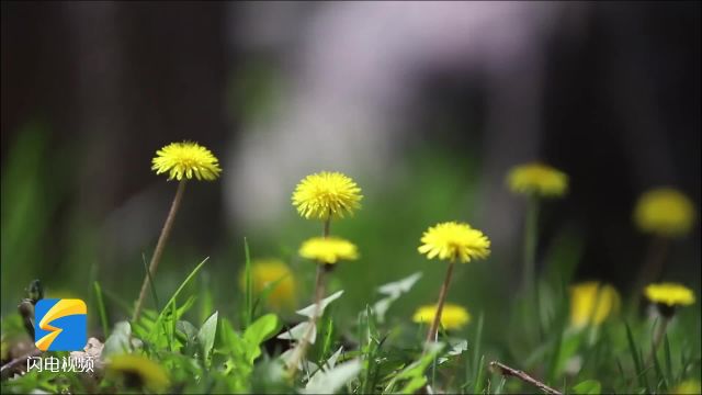 来德州天衢新区走一走!亭台廊榭 小桥流水 董子园风景区焕发勃勃生机