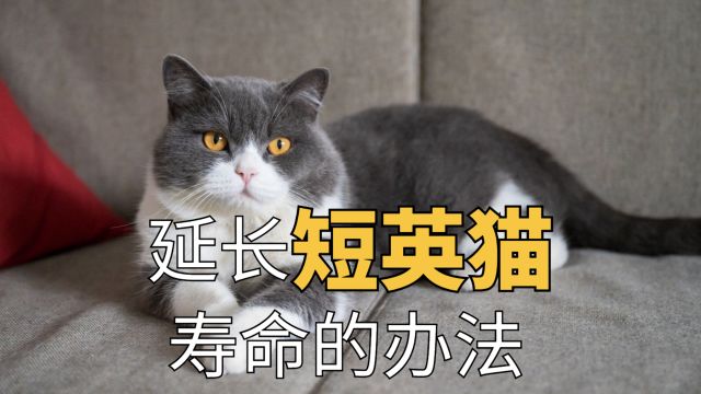 延长英短猫寿命,有这些方法