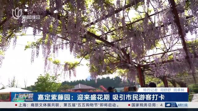 嘉定紫藤园:迎来盛花期 吸引市民游客打卡