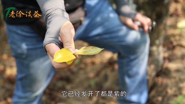 【老徐谈茶】特别节目:气冠紫韵古树单株树径粗、叶片紫,喝起来的滋味会如何?