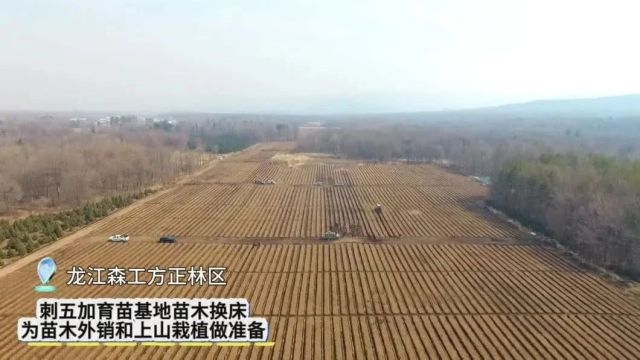 【产业富企】方正:刺五加育苗基地苗木换床进行时