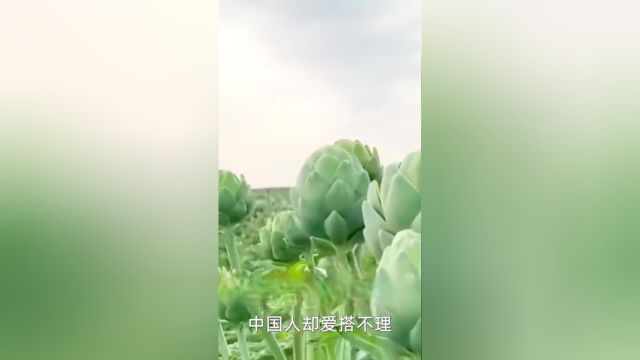 洋蓟种植:老外对它是真爱,我国人却爱搭不理#洋蓟#菜蓟 1