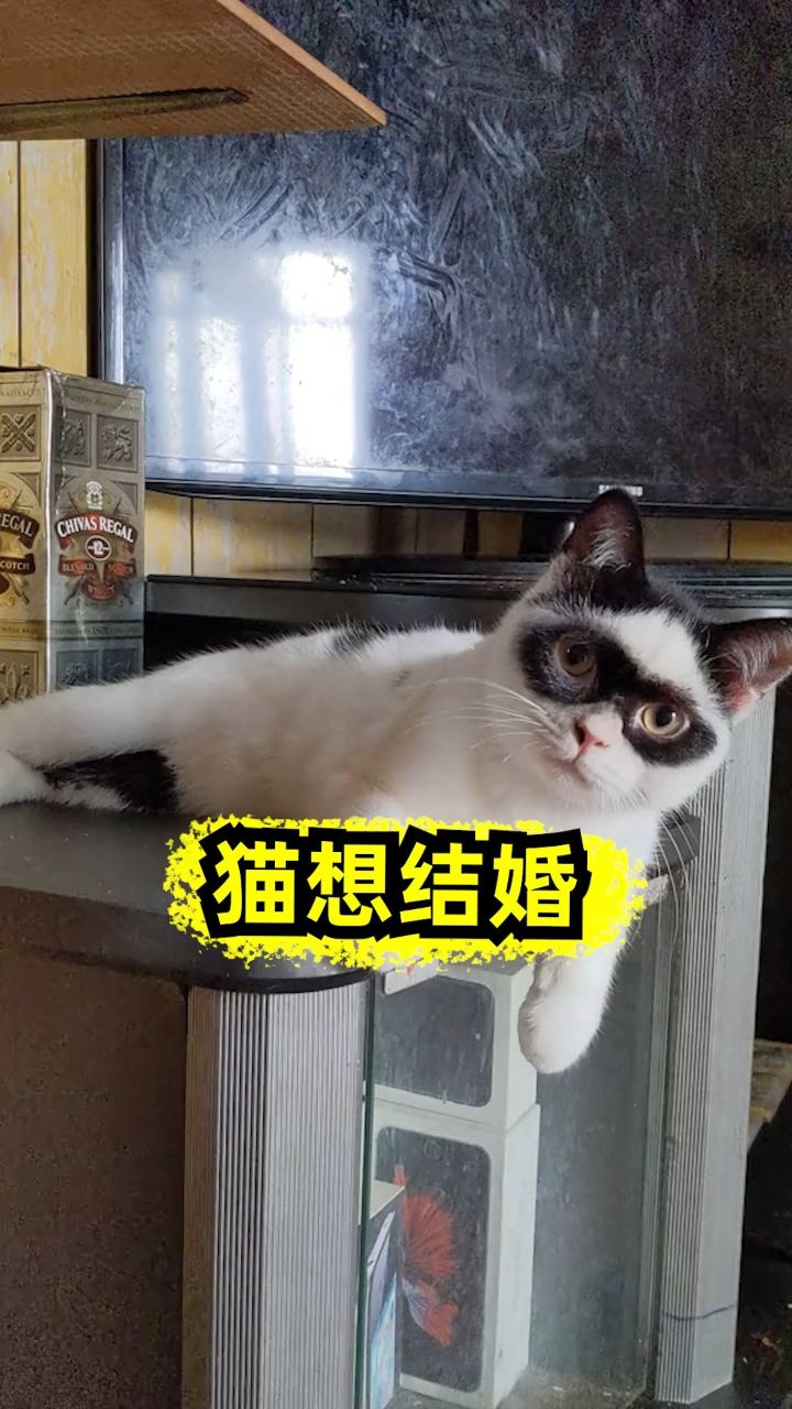 翡翠波斯猫米二季图片