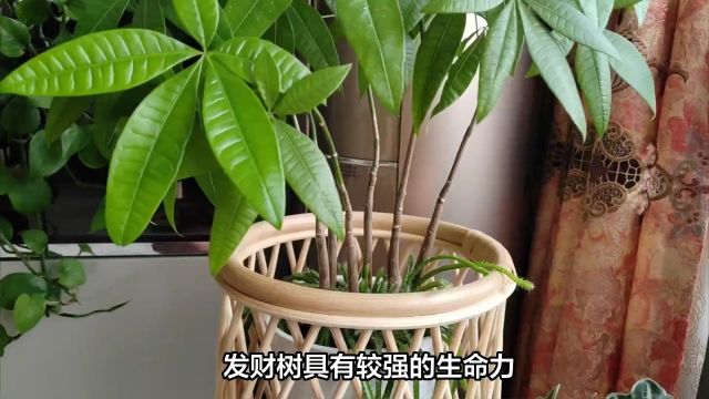 客厅适合养什么花和植物好风水