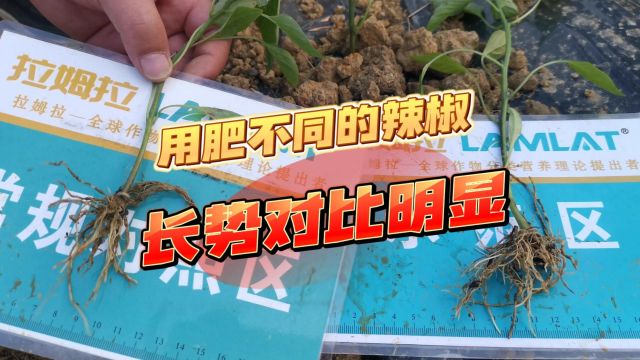 微生物菌剂厂家贵州黔南辣椒使用翠姆根碧多+微生物菌剂对比明显,根系发达,死苗少