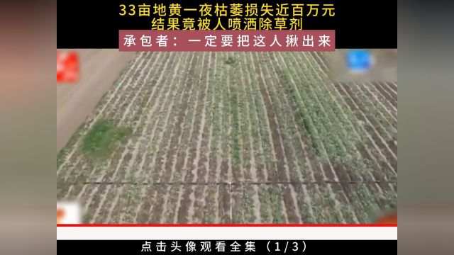 33亩地黄一夜枯萎损失近百万元,结果竟被人喷洒除草剂,承包者:一定要把这人揪出来#农民#地黄#除草剂 1