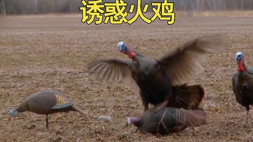 被新玩具诱惑的火鸡#神奇动物在腾讯#真实户外#国外合法狩猎_高清1080P在线观看平台_腾讯视频