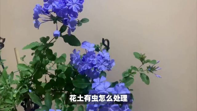 花土有虫怎么处理?